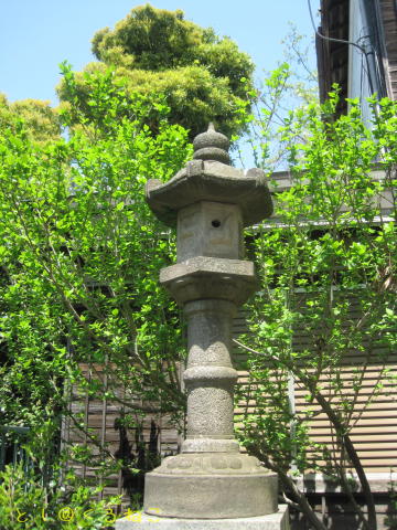 にゃんおー 春爛漫 神社ニャンコさんにも春がきた