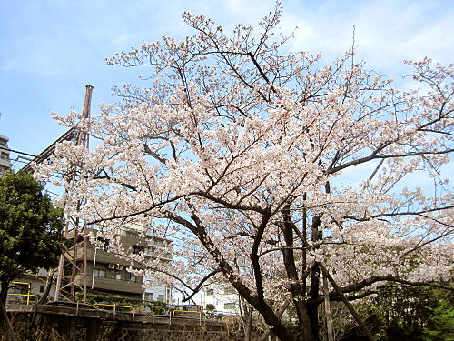 満開の桜