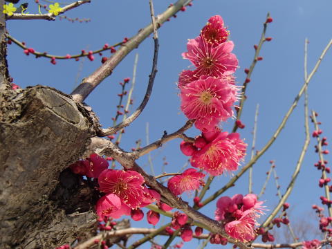 紅梅の木があり、一部が開花