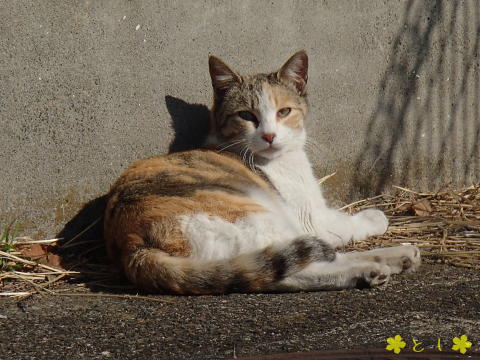 アパートの前に、にゃんこがいて、呼んだら返事した