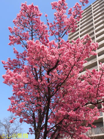 早咲き桜が見ごろです ≪その２≫