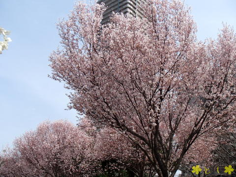 桜が満開