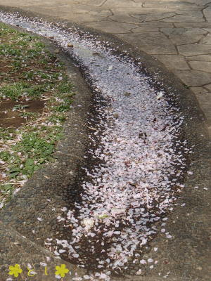 風に散った桜の花びら