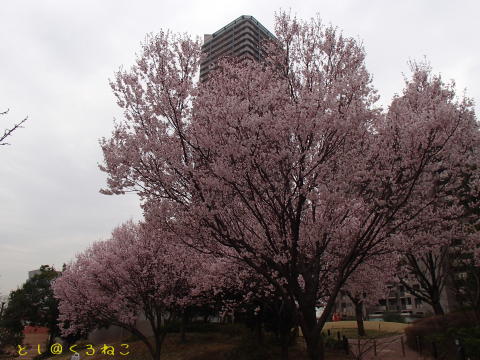 桜は満開