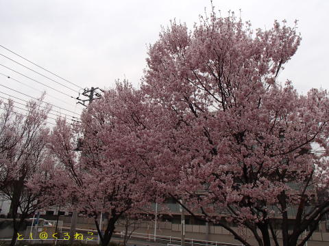 桜は満開