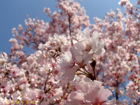 桜が満開ですよ♪　