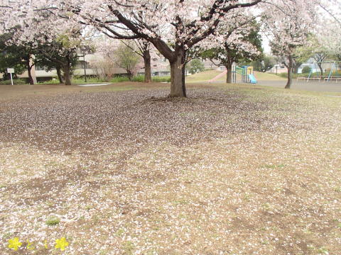 告白の一本桜（伝説の樹）