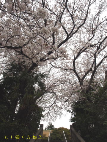 さくら咲く 神社ニャンコさんたち 元気だった