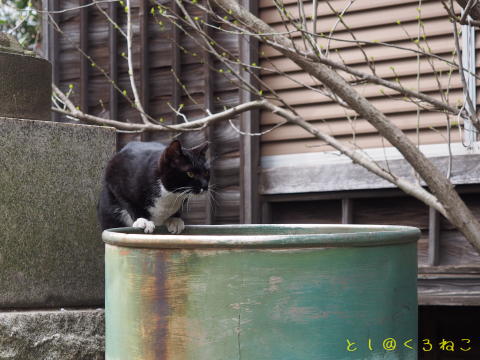 さくら咲く 神社ニャンコさんたち 元気だった