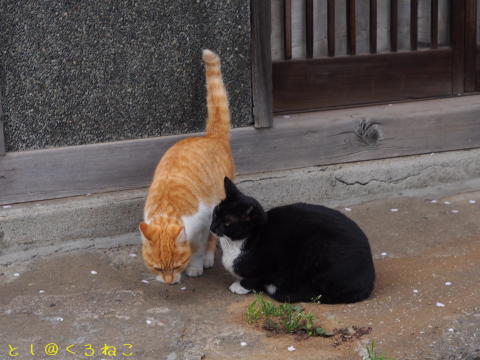 さくら咲く 神社ニャンコさんたち 元気だった