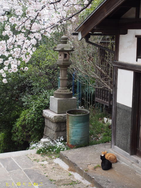 さくら咲く 神社ニャンコさんたち 元気だった