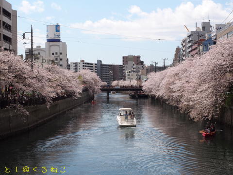 横浜・大岡川 桜まつり 満開 お花見