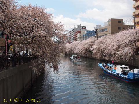 横浜・大岡川 桜まつり 満開 お花見