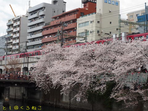 横浜・大岡川 桜まつり 満開 お花見