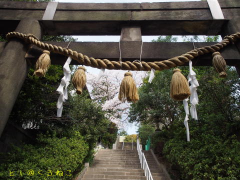 神社にゃんこと桜だにゃおー