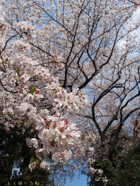 神社にゃんこと桜だにゃおー