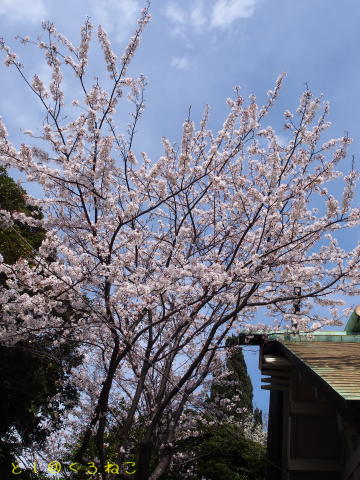 神社にゃんこと桜だにゃおー