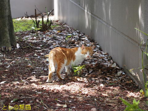 公園のねこ