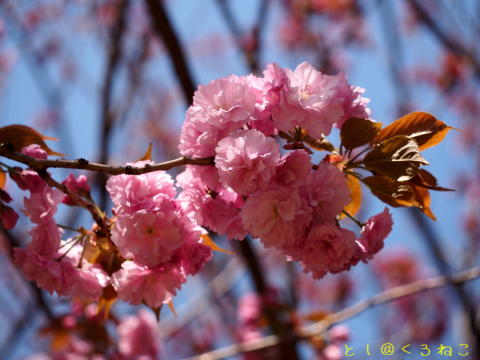 八重桜が開花