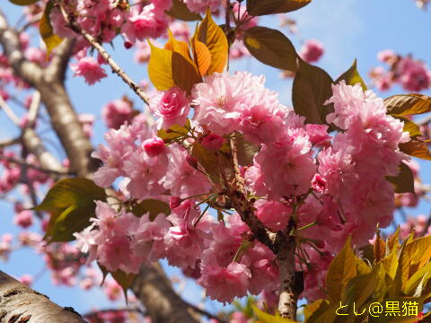 落花 八重桜の 弔い 深く静かに 絶好調