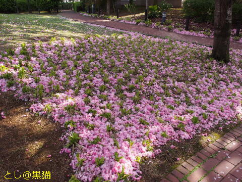 落花 八重桜の 弔い 深く静かに 絶好調