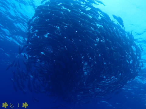 粟国島 ギンガメアジのトルネード