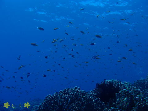 沖縄の海のスナップ