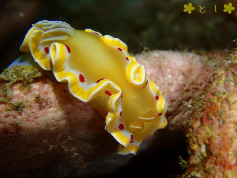 沖縄 慶良間 アカテンイロウミウシ