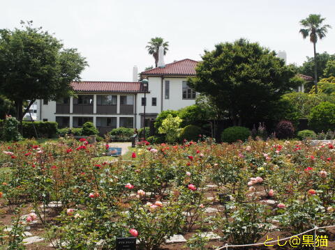 横浜 港の見える丘公園 散歩