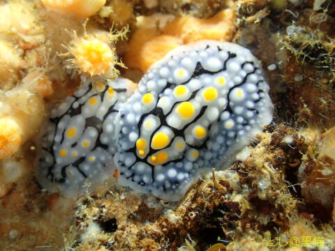 西伊豆 雲見 3ボートダイビング で見た ウミウシ