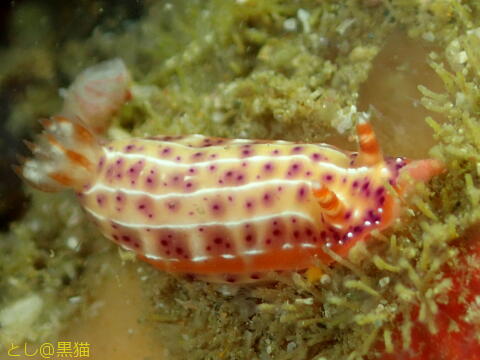 西伊豆 雲見 3ボートダイビング で見た ウミウシ