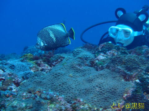 八丈島 ユウゼンSP 5 Dive ツアー 水中写真