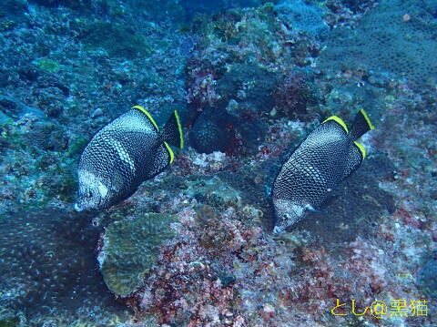 八丈島 ユウゼンSP 5 Dive ツアー 水中写真