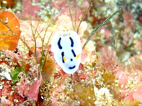 八丈島 ユウゼンSP 5 Dive ツアー 水中写真