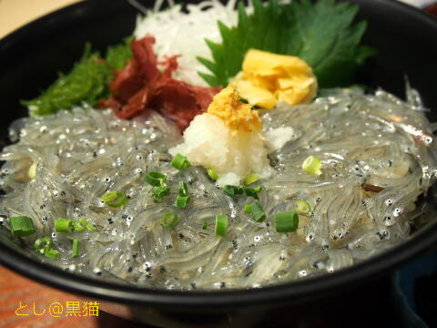 生シラス丼と伊勢海老の味噌汁