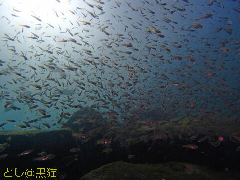 大瀬崎（湾内）の魚影