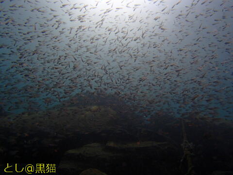 大瀬崎（湾内）の魚影