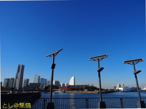 横浜 日本大通り～大さん橋 銀杏並木散歩