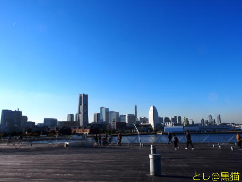 横浜 日本大通り～大さん橋 銀杏並木散歩