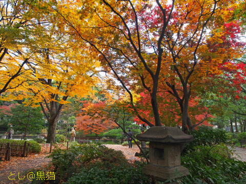 横浜公園紅葉 ～ 日本大通り銀杏並木