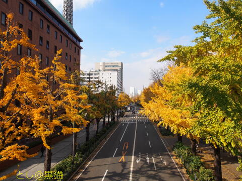 山下通り銀杏並木 ～ 元町 HKCR ハローキティカフェ