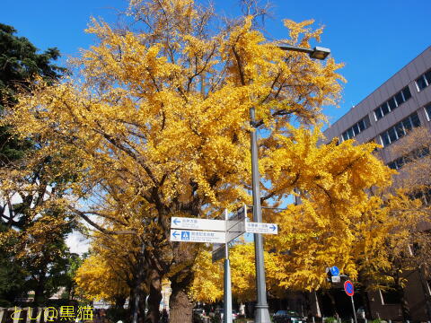 横浜公園紅葉 ～ 日本大通り銀杏並木