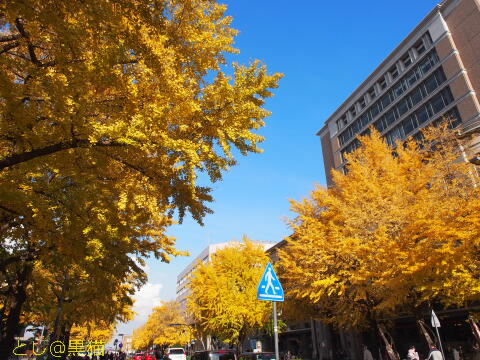 横浜公園紅葉 ～ 日本大通り銀杏並木