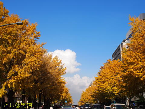 横浜公園紅葉 ～ 日本大通り銀杏並木