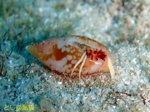 石垣島 4日目 ふりかえってみるとヒドラにハマりそう