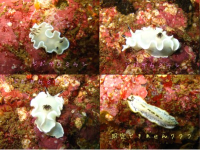 SeaSlug02.jpg