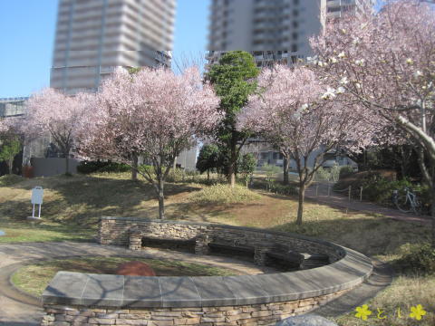 もくれん公園の桜が満開