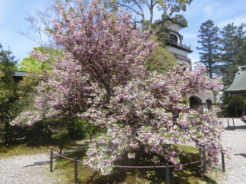 金沢 尾山神社 菊桜、玉泉院庭園 お抹茶