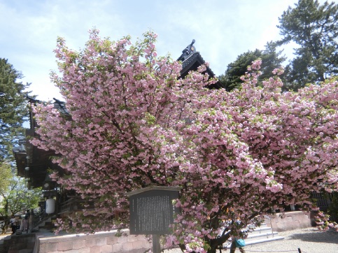 金沢 尾山神社 菊桜、玉泉院庭園 お抹茶