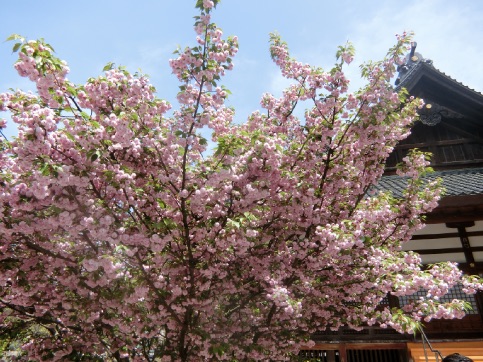 金沢 尾山神社 菊桜、玉泉院庭園 お抹茶